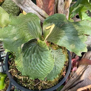 Platycerium madagascariense (プラティセリウムマダガスカリエンセ) 1 Pflanze Seltene Hirschgeweih-Sammlung 1 Pflanze