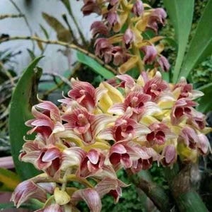 Eria flavescens Orchid Plant - Bloom Size - Home & Garden Decor