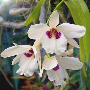 Dendrobium albosanguineum 1 Planta orquídea, Dendrobium