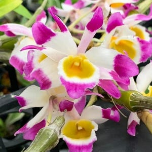 Orquídea Dendrobium pendulum 1 Planta de orquídea para casa y jardín