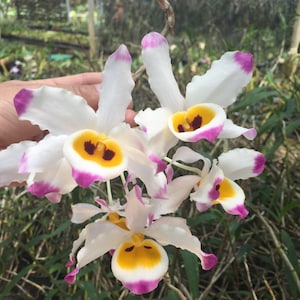 Orquídea Dendrobium - Dendrobium wardianum Colección de orquídeas 1 planta デンドロビウム・ワーディアヌム