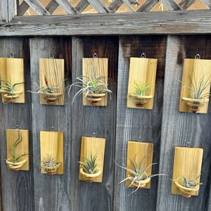 Air Plant Holder - Rustic Wooden Hanging Plant Holder - Indoor/Outdoor Air Plant Display - Wall-Mounted Plant Decor