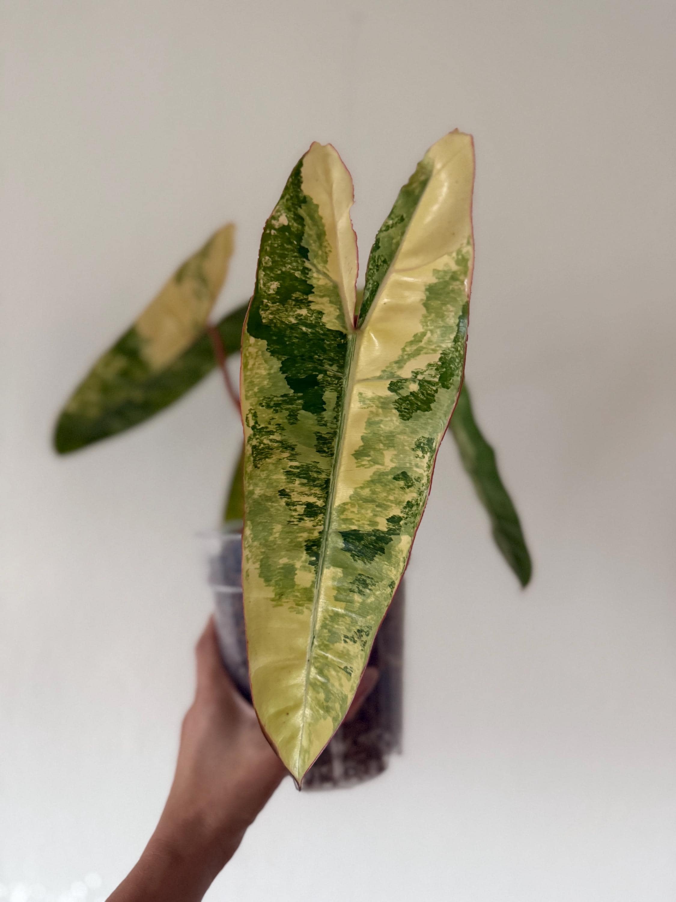 Philodendron billietiae variegated - Etsy 日本