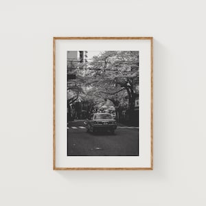 May include: Monochrome framed print featuring a vintage car on a road lined with blossoming trees. The image captures a classic, nostalgic scene, with the trees forming a canopy over the street.