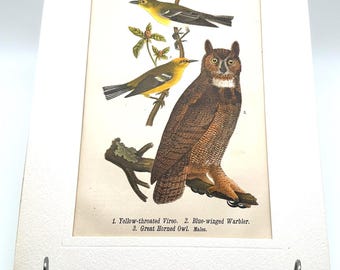 Antieke, met de hand gekleurde vogelgravure, geelkeeluilzanger jaren 1800