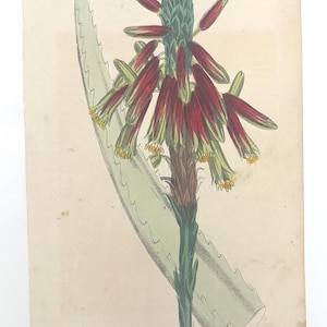 Antique 1852 Aloe Socotrina Botanical Print – Hand-Colored Steel Engraving, Rare Victorian Ephemera