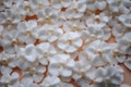 Wedding Cake Decorations- Edible- Royal Icing Flowers- Non- Perishable- White with Ivory Sugar Pearl Center (50)