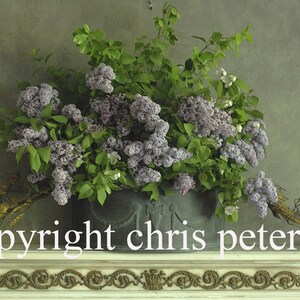 Tarjeta de nota fotográfica, flores, lilas, envío gratis, chris peters, recuerdos del viaje