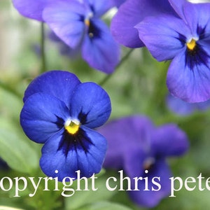 Fotonotitiekaart, bloem, viooltje, gratis verzending, Chris Peters, herinneringen aan de reis