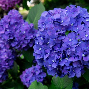 Carte de correspondance bleu violet hortensias