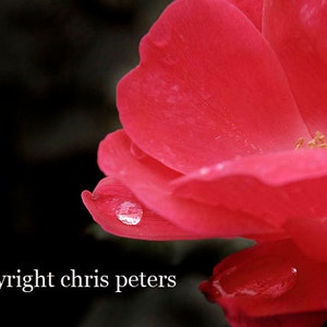 photo note card, water drop, red rose flower, free shipping, chris peters, mementos of the journey image 1