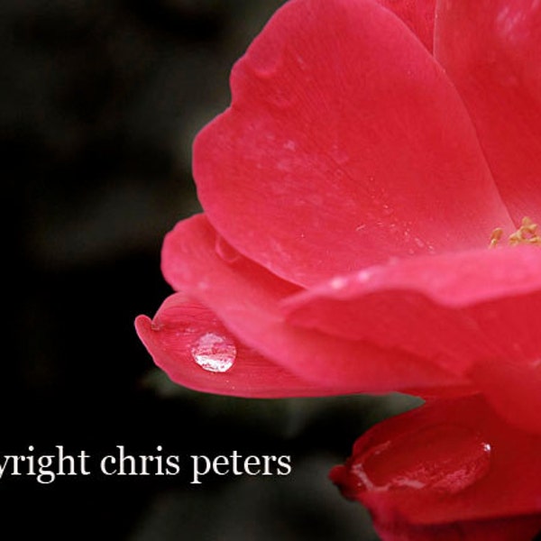 photo note card, water drop, red rose flower, free shipping, chris peters, mementos of the journey