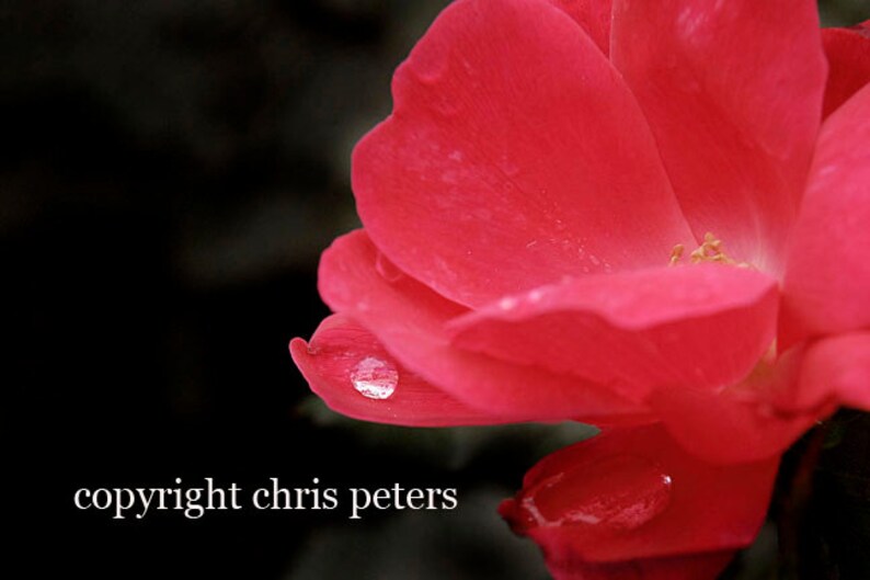 photo note card, water drop, red rose flower, free shipping, chris peters, mementos of the journey image 1
