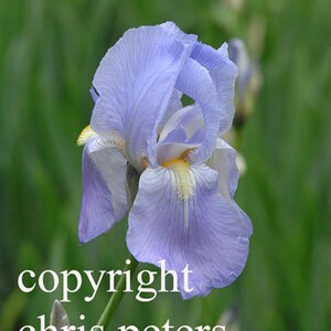 Foto Notecard púrpura iris flor envío gratis chris peters recuerdos del viaje