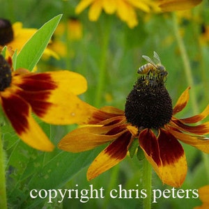 Photo Note Card, flower, Bee on Black Eyed Susan, free shipping, photography by Chris Peters, Mementos of the Journey.