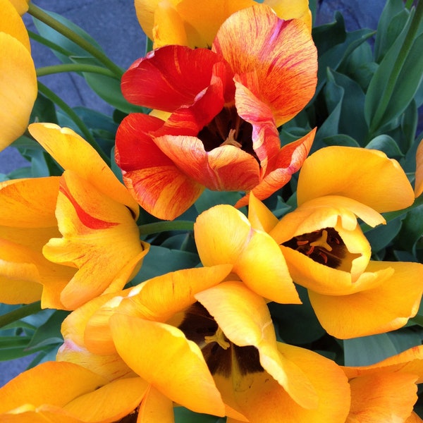 Yellow tulips photo note card