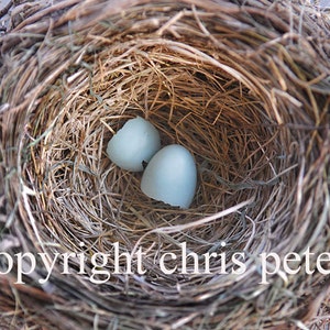 Puede incluir: Dos huevos de pájaro azul claro en un nido tejido marrón. El nido está hecho de ramitas y hierba. Los huevos están ligeramente agrietados.