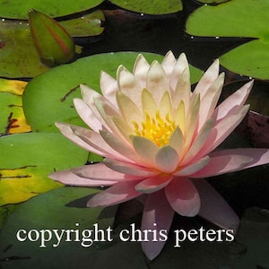 fotonotitiekaart, bloem, lelieblad in Monet-stijl, gratis verzending, fotografie door Chris Peters, Mementos of the Journey