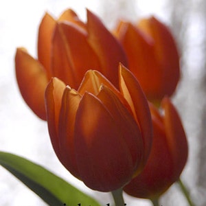 Carte de correspondance avec photo fleurs tulipes orange livraison gratuite chris peters souvenirs du voyage
