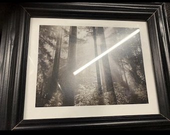 Foto de bosque en blanco y negro enmarcada de segunda mano, 61 x 61 cm. Arte mural minimalista moderno con naturaleza, decoración elegante y apacible de bosque.