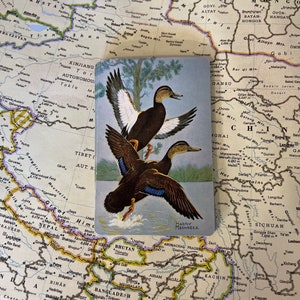 Vintage Harry Megargee Duck Karty do gry - zestaw 10 sztuk