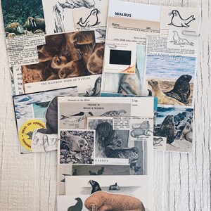 Seal/Walrus Grunge Pack- Vintage paper ephemera lot Paper pack, ephemera, seal, island, oceanic, sponges, ocean, nautical pack