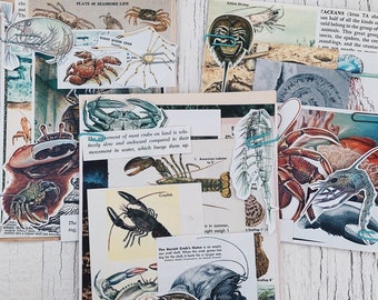 Lotto di materiale cartaceo vintage "Granchio/Aragosta Grunge Pack" - Carta, materiale cartaceo, crostacei, isola, oceanico, spugne, oceano, nautico - Pacchetto CR1