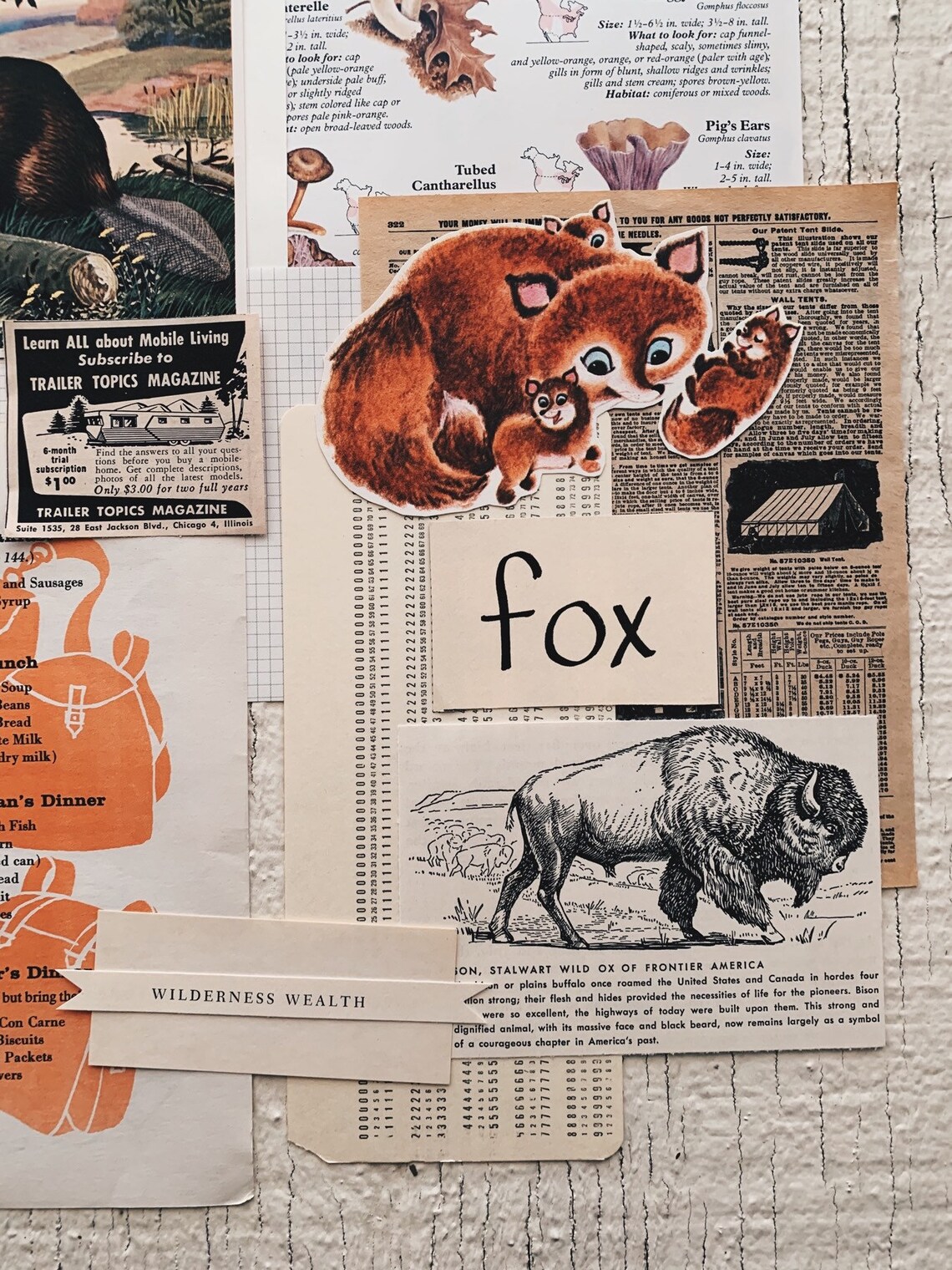 Short essay on forest picture