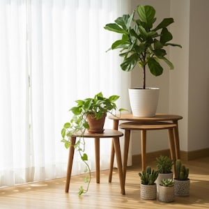 Può includere: Interno luminoso con tre tavolini in legno di diverse altezze. I tavoli ospitano piante in vaso, tra cui un grande fico a lira e diversi piccoli cactus. La stanza ha una palette di colori neutri con tende bianche.