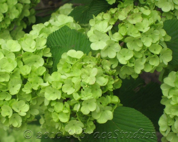 Items similar to Green Hydrangea - Matted Floral Photograph - Wall art