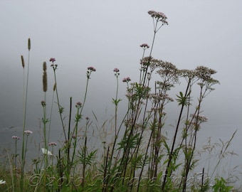 Flowers in the Mist Photo - Peaceful pale purple petals and misty gray fog photography for your wall