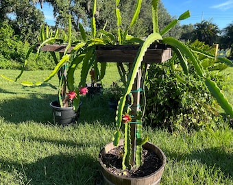 XL Dragon Fruit Cuttings - 21-23 inches - different varieties available