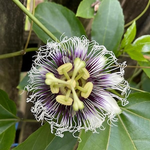 Sweet Sunrise Passion Fruit - Choice of Rooted Cutting or Young Plants From Seed