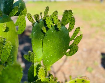 Prickly Pear Cactus - rooted plant - Opuntia ficus-indica - produces delicious edible fruit