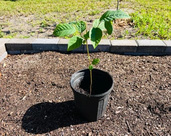 Sugar Apple seedling - apx 12" tall