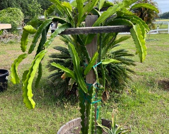 Rooted Dragon Fruit Plant Cuttings - many varieties available!