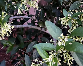 Night Blooming Jasmine - rooted cutting
