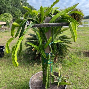 Dragon Fruit Cactus - 7+ inch cuttings, many varieties available
