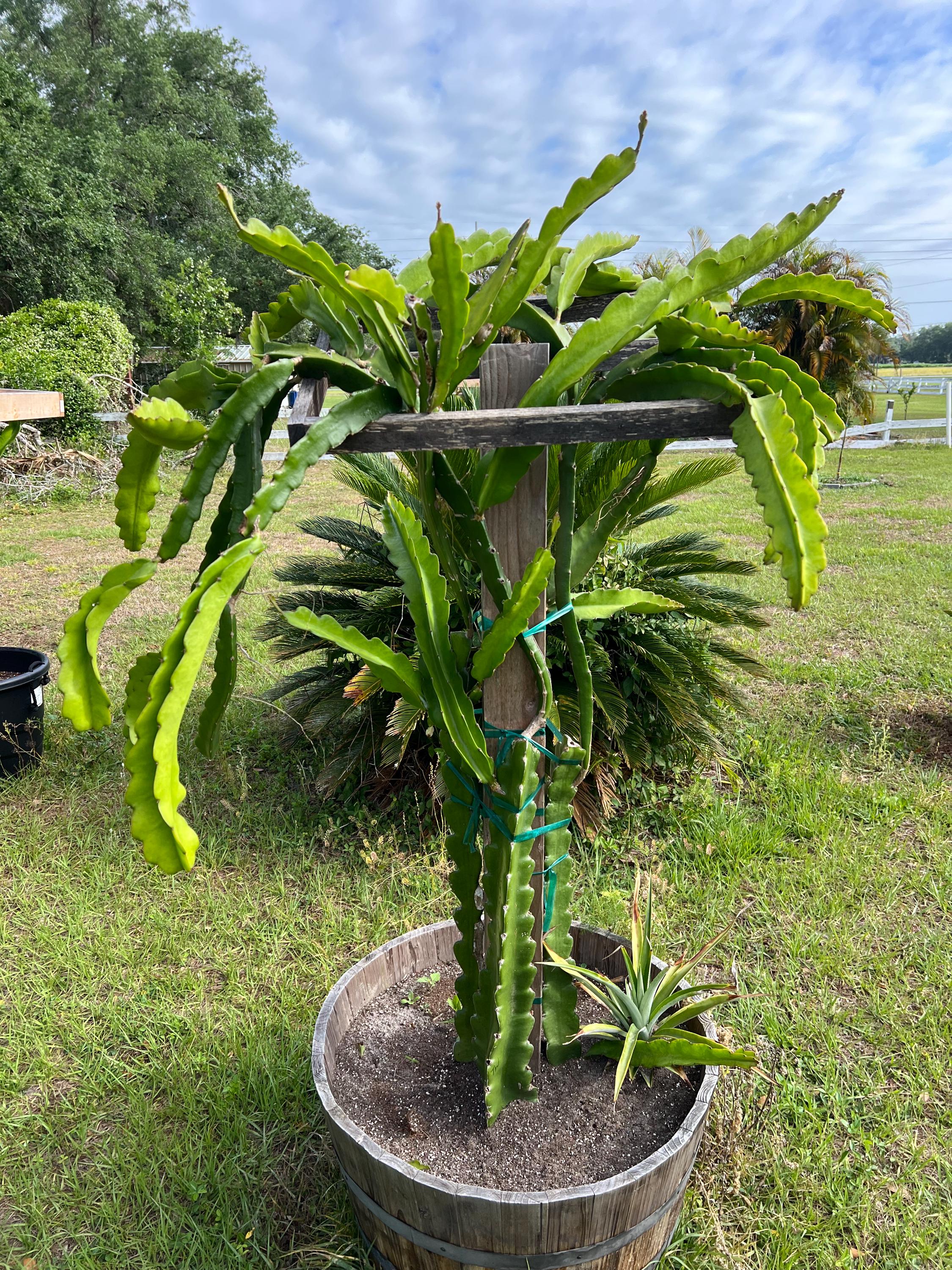 Dragon Fruit Cactus - 8+ Inch Cuttings, Many Varieties Available - Etsy
