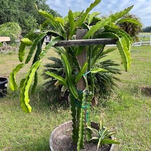 Dragon Fruit Cuttings - 12-15 inch cuttings, many varieties available