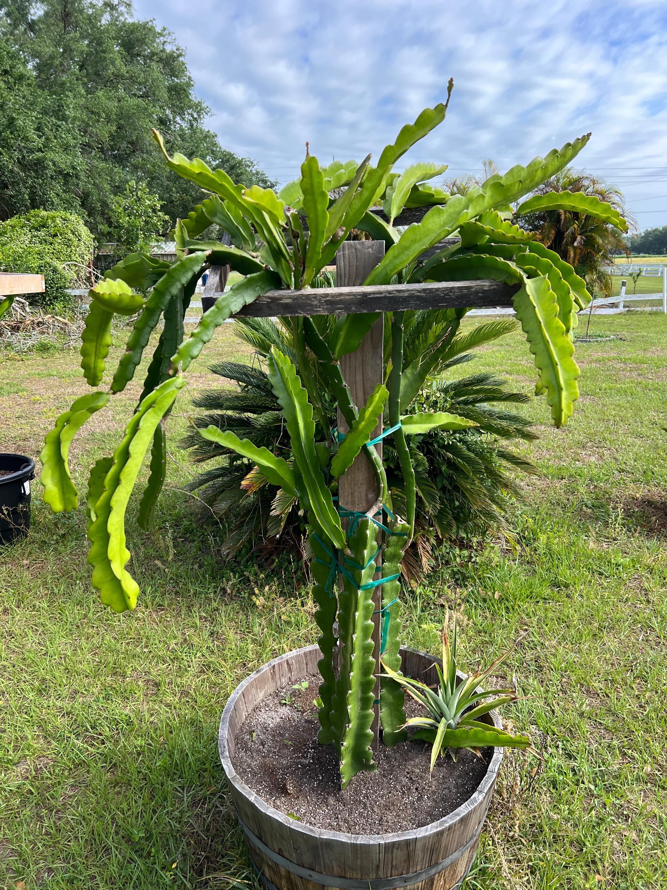 Dragon Fruit Cuttings - 12-15 Inch Cuttings, Many Varieties Available - Etsy