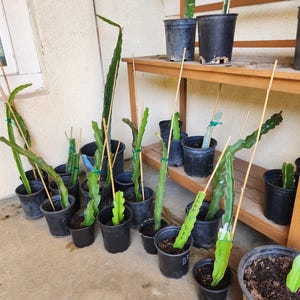 Dragon Fruit Plants