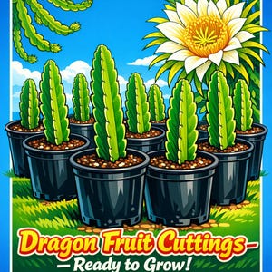Dragon Fruit Plants (Rooted)