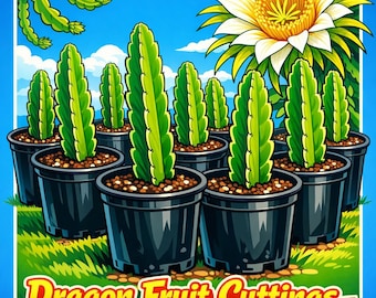 Dragon Fruit Plants (Rooted)