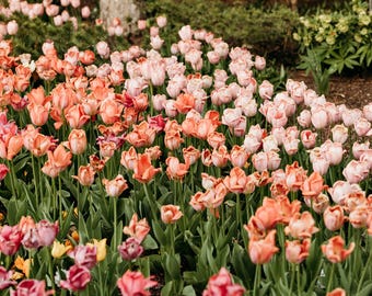 Tulip Flower Fine Art Print