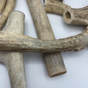 May include: A collection of natural, light brown deer antlers of varying sizes and shapes. Some pieces are whole, while others are broken, showcasing the natural texture and color variations of the material. The antlers are arranged on a white surface.