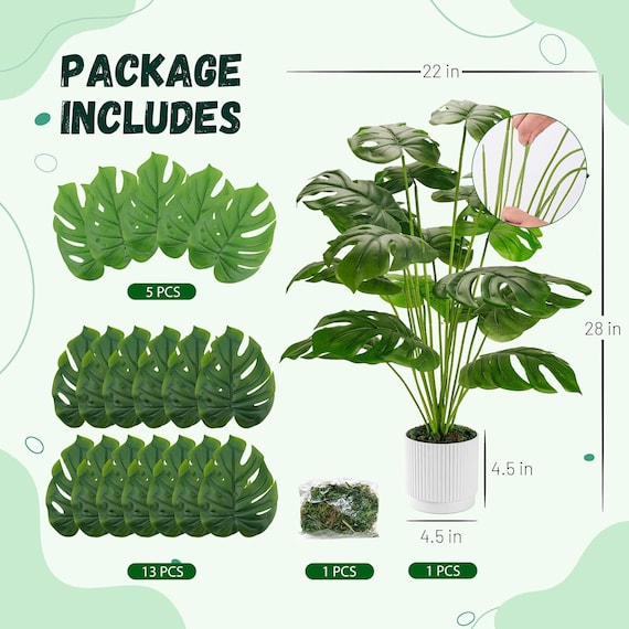 buying san pedro cactus San Pedro Cactus main image 1