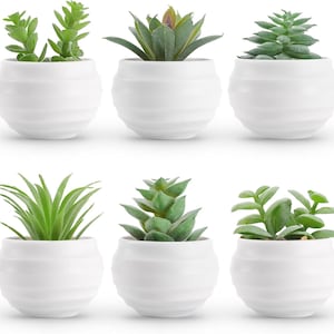 May include: Six white ceramic pots with a wavy texture, each containing a different type of green succulent plant.