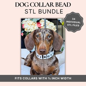 May include: A dachshund with brown and white fur wearing a white collar with the name "BIRGER". The image includes the text "DOG COLLAR BEAD STL BUNDLE" and "34 INDIVIDUAL STL FILES". The collar fits collars with a 1.9 cm width.