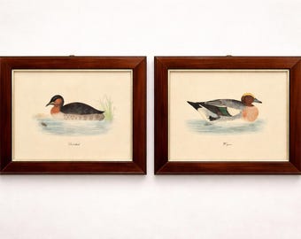 Set van 2 vintage ingelijste vogelafdrukken – dabchick en smient – muurkunst Italiaanse reproductie – decor ornithologie – Cottagecore Nature Art